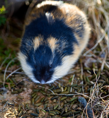 BB 10 0183 / Lemmus lemmus / Lemen